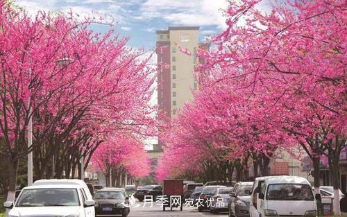 園林綠化常用觀花喬木，花開五彩、絢麗奪目，每種都很有特色(圖8)