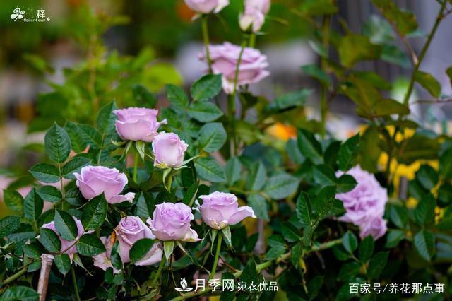 中國(guó)99%的月季都是盜版，到底我們?cè)摬辉撡I正版月季(圖2)
