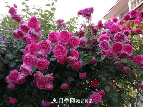8月養(yǎng)月季花，做好4件事，不愁秋天沒花賞(圖3)