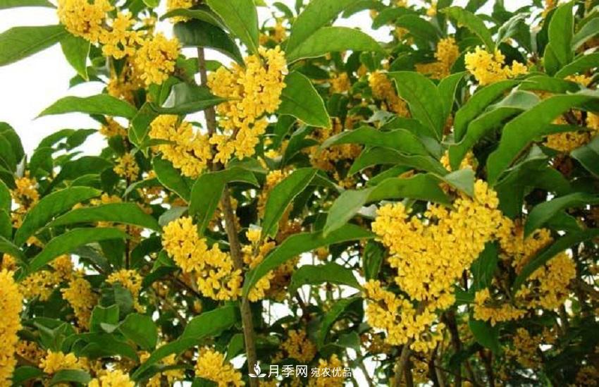 桂花香氣濃郁，但繁殖難？掌握四種方法，明年桂花開滿園(圖3)