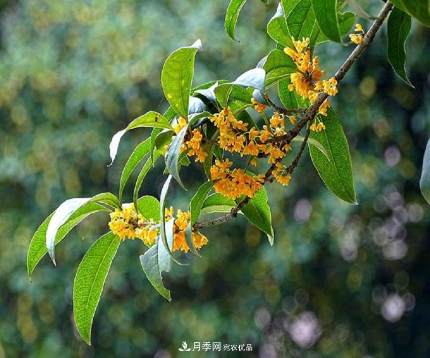 桂花香氣濃郁，但繁殖難？掌握四種方法，明年桂花開滿園(圖5)