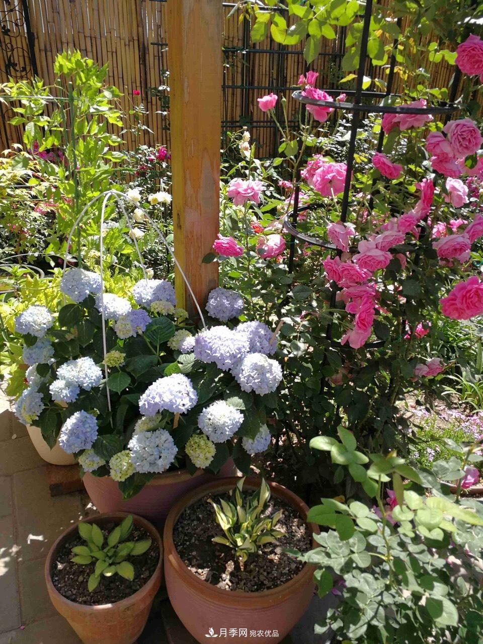 養(yǎng)月季花必備“3種肥”，每月花盆撒一點(diǎn)(圖6)