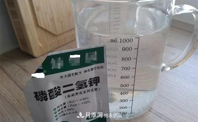養(yǎng)月季花必備“3種肥”，每月花盆撒一點(diǎn)(圖4)