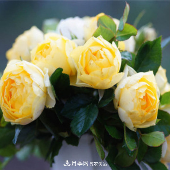 忙里偷閑，推薦5個(gè)月季品種，花色鮮艷還好養(yǎng)(圖2)