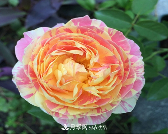 忙里偷閑，推薦5個(gè)月季品種，花色鮮艷還好養(yǎng)(圖5)