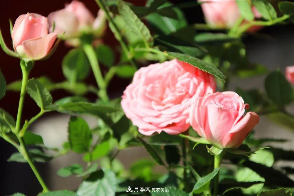 月季為什么一直不開花？問題出現(xiàn)這里(圖4)