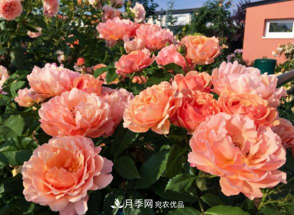 盆栽月季花，如何配土才合適？偷偷告訴你，保證“2點”就夠了(圖2)