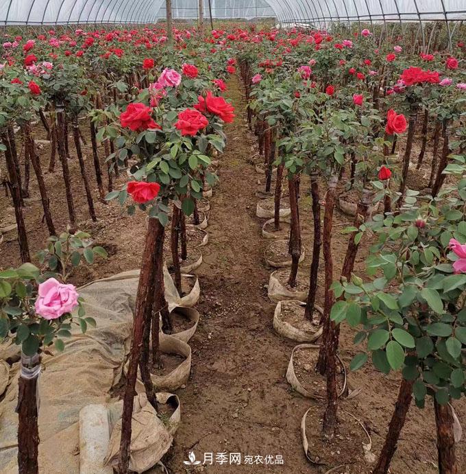 基地直銷3-6公分精品樹(shù)狀月季(圖2)