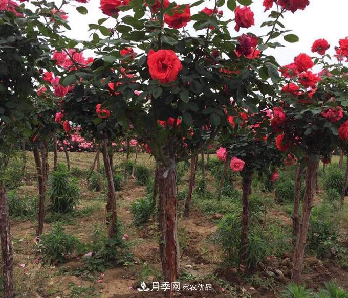 基地直銷3-6公分精品樹(shù)狀月季(圖4)