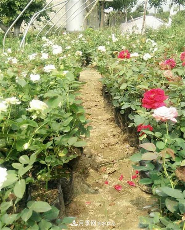 南陽月季花營養(yǎng)缽苗如何養(yǎng)？價格多少錢？(圖1)