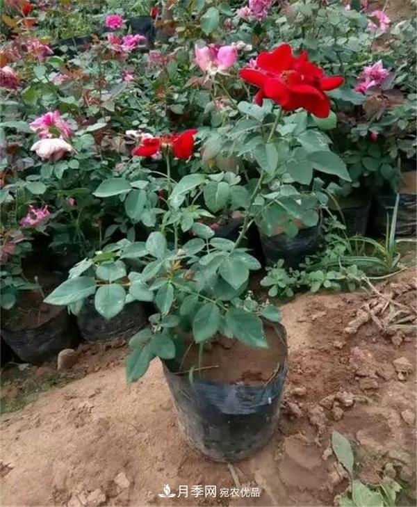 南陽月季花營養(yǎng)缽苗如何養(yǎng)？價格多少錢？(圖2)