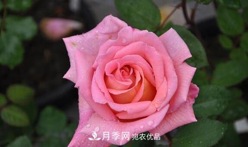 分享10種大花月季，每一款開花鮮艷香味清新(圖5)