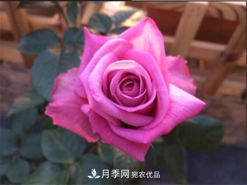 分享10種大花月季，每一款開花鮮艷香味清新(圖8)
