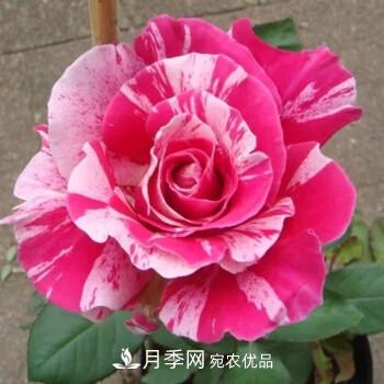 分享10種大花月季，每一款開花鮮艷香味清新(圖10)
