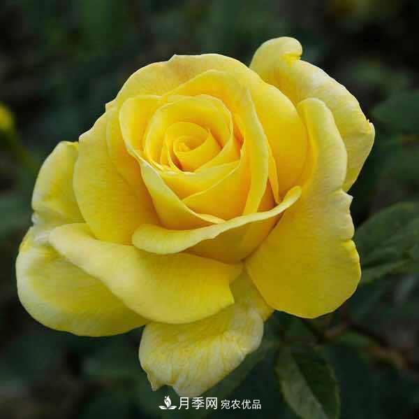 分享10種大花月季，每一款開花鮮艷香味清新(圖9)