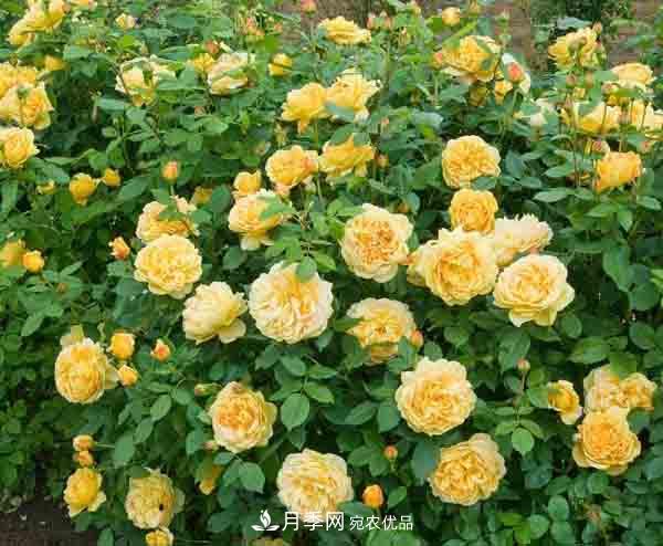 月季小白養(yǎng)花寶典！7條干貨知識，讓你家月季越養(yǎng)越驚艷(圖2)