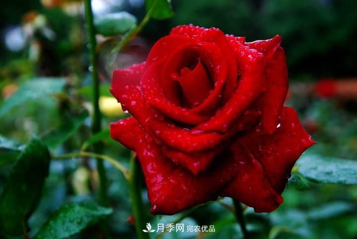 月季花這樣管理，一年開兩次花(圖1)