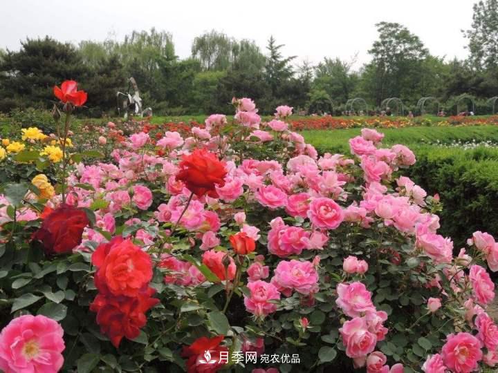 月季花這樣管理，一年開兩次花(圖2)