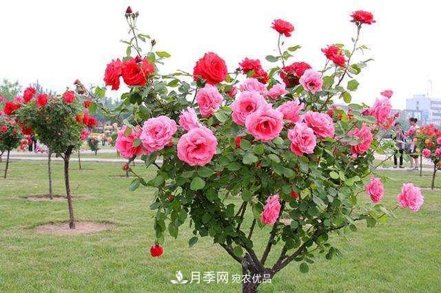 月季花這樣管理，一年開兩次花(圖3)