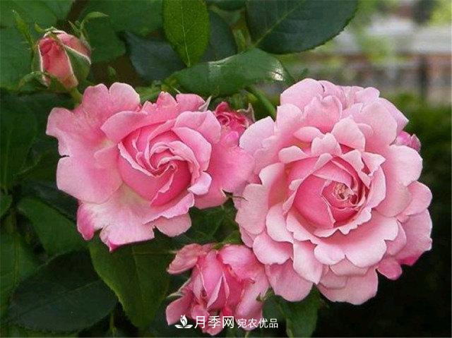 全球10大“名貴”月季花，養(yǎng)過其中5盆，就算“月季發(fā)燒友”(圖8)