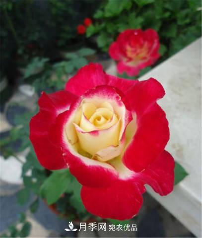 全球10大“名貴”月季花，養(yǎng)過其中5盆，就算“月季發(fā)燒友”(圖12)