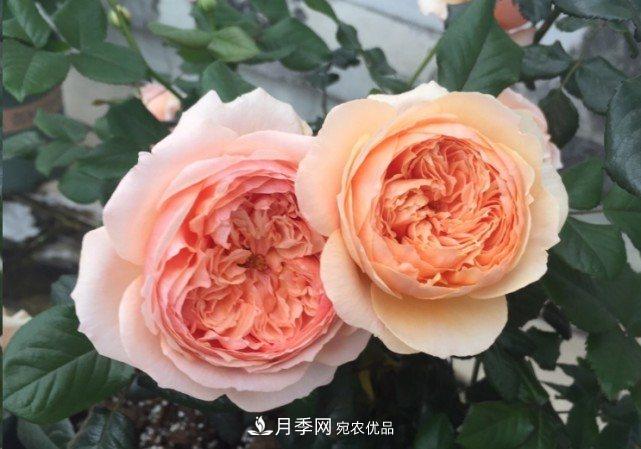 廣東種月季，首選這15種，一年花開10個(gè)月！(圖12)