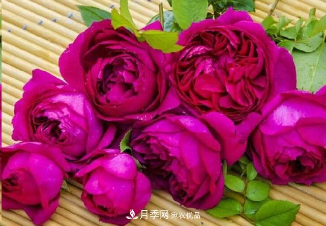 廣東種月季，首選這15種，一年花開10個(gè)月！(圖15)