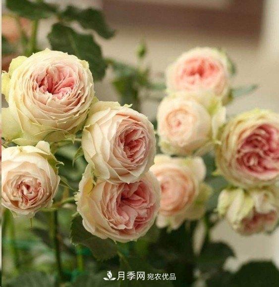 廣東種月季，首選這15種，一年花開10個(gè)月！(圖14)