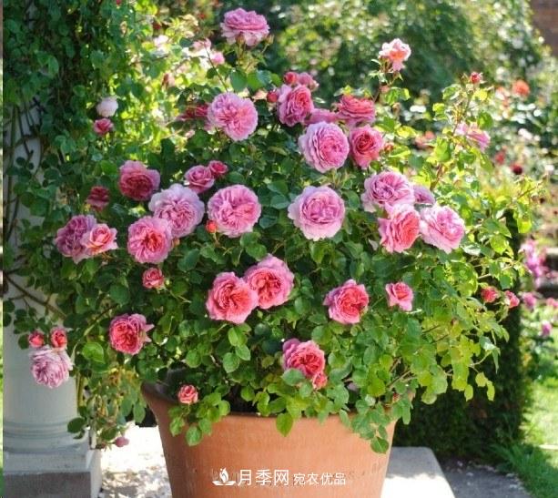 廣東種月季，首選這15種，一年花開10個(gè)月！(圖16)