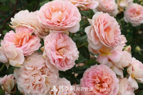 推薦4種經典灌木月季，抗病開花能力都很不錯(圖2)