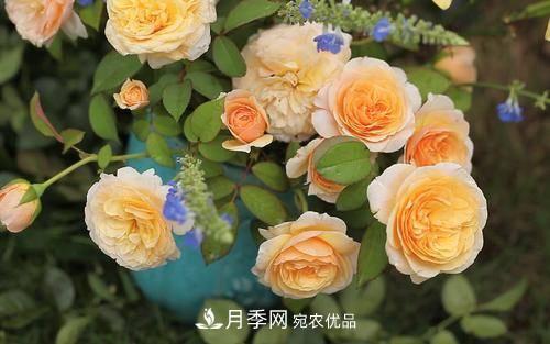 推薦4種經典灌木月季，抗病開花能力都很不錯(圖4)