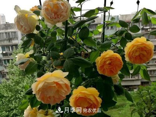 推薦4種經典灌木月季，抗病開花能力都很不錯(圖3)