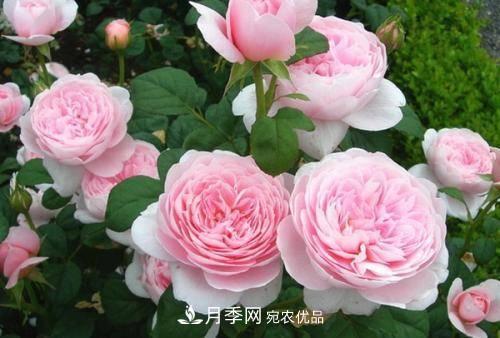 推薦4種經典灌木月季，抗病開花能力都很不錯(圖7)