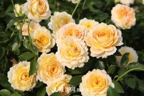 推薦4種經典灌木月季，抗病開花能力都很不錯(圖6)