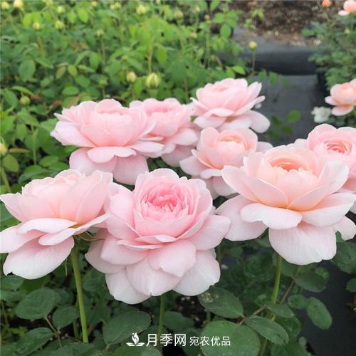 推薦4種經典灌木月季，抗病開花能力都很不錯(圖8)