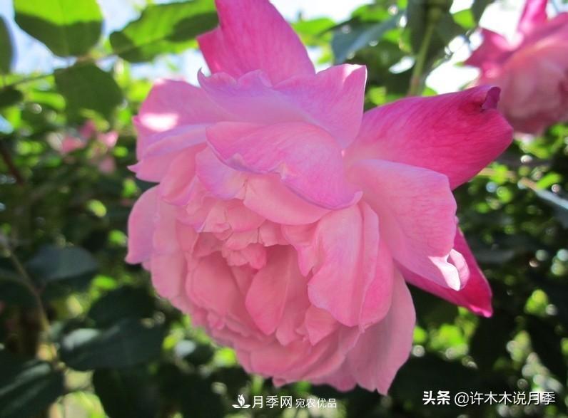 25個(gè)豐花濃香的波旁月季。擁有中國(guó)血統(tǒng)，不僅抗病還能做花墻(圖14)