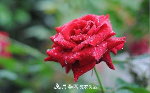 你知道怎么解決大花月季葉子發(fā)黃的問題嗎？(圖1)