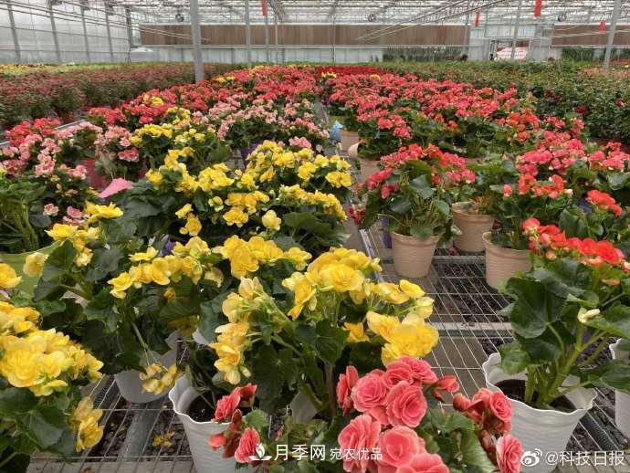 甘肅山里的鮮花基地，讓農(nóng)民顧家掙錢兩不誤(圖3)