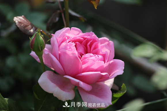 10款濃香月季，開花比香水還好聞，從春一直開到秋！(圖4)
