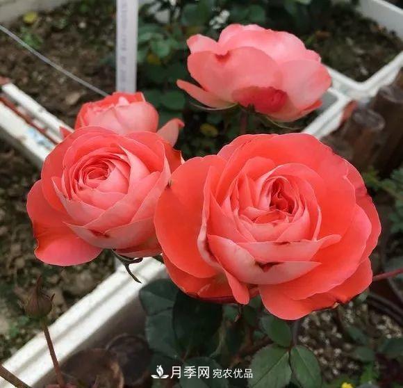 陽臺(tái)小怎么辦？推薦8種微型荷蘭陽臺(tái)月季，好看又好養(yǎng)！(圖2)