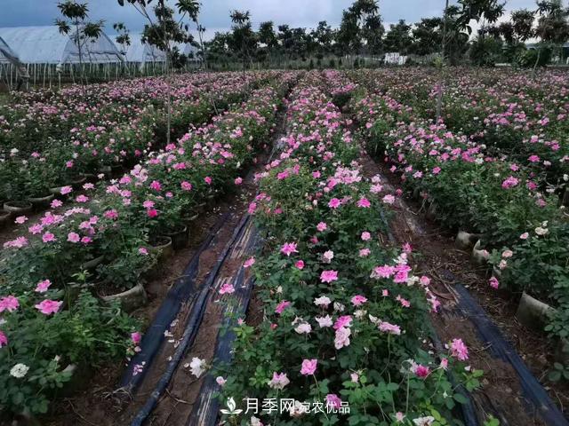 地栽月季的水肥如何管理？(圖1)