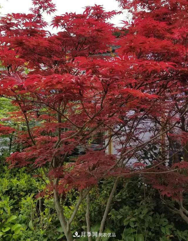 什么紅楓一年四季都紅？(圖1)