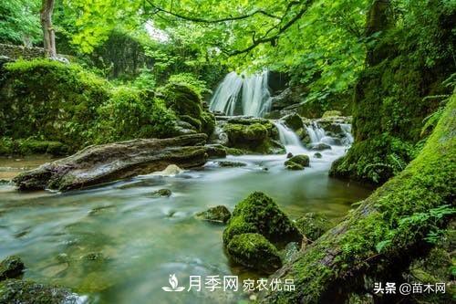 秋季苗木起出后沒及時栽植怎么辦，教你幾招(圖2)