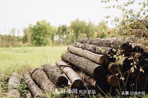 秋季苗木起出后沒及時栽植怎么辦，教你幾招(圖1)