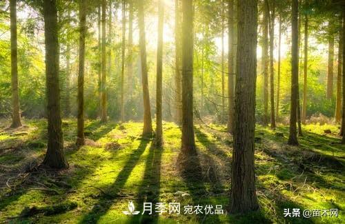 秋季苗木起出后沒及時栽植怎么辦，教你幾招(圖3)