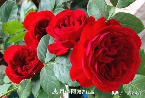 10款紅色系月季推薦，款款驚艷(圖2)