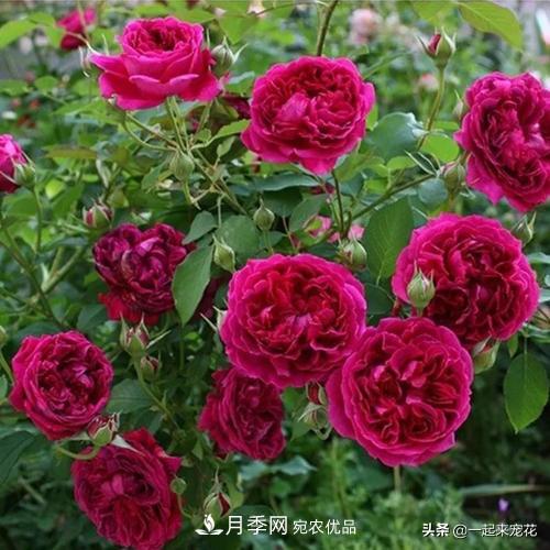 10款紅色系月季推薦，款款驚艷(圖3)