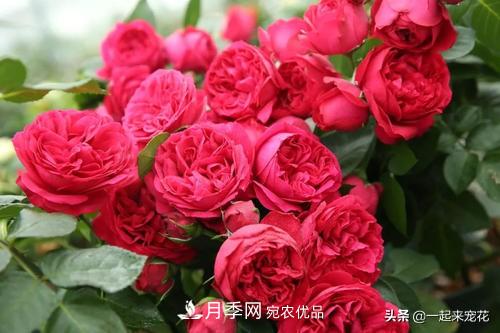 10款紅色系月季推薦，款款驚艷(圖5)