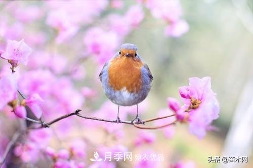 南陽苗木人做好準(zhǔn)備，苗木旺季的腳步正在到來(圖1)