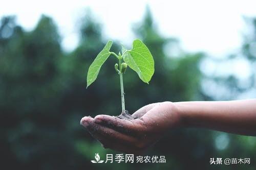 南陽苗木人做好準(zhǔn)備，苗木旺季的腳步正在到來(圖4)